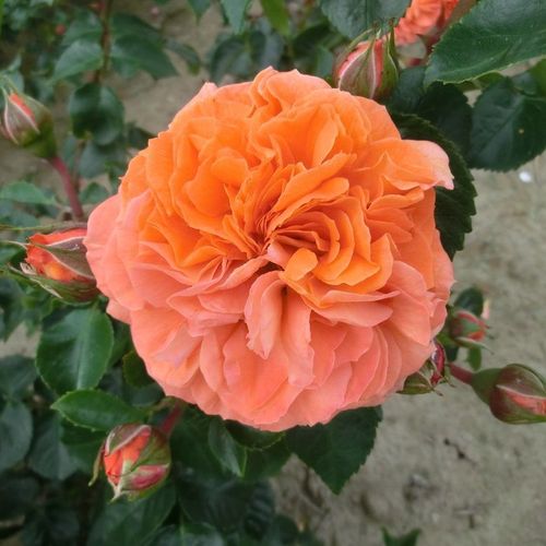 Rosa Orangerie ® - arancione - rose floribunde